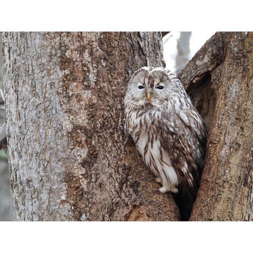 Nikon COOLPIX P1100 Digital Camera with 125X Optical Zoom