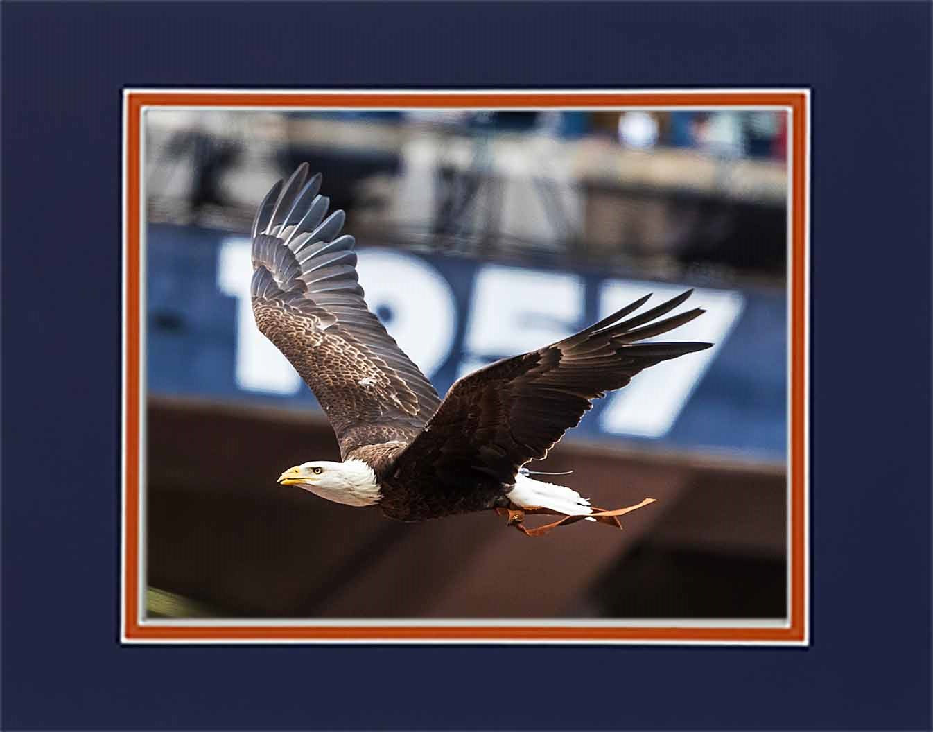 Auburn University War Eagle 1957 Championship